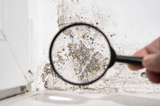 Best Residential Mold Inspection & Testing  in North Bethesda, MD